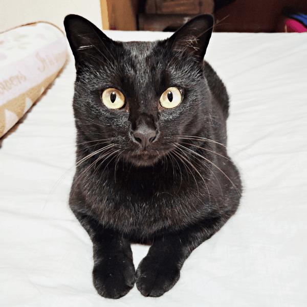 ゴールドの瞳がかっこいい黒ちゃん（画像提供：ちよさん）