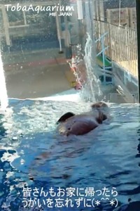 ぽんぽこりんのお腹の真ん中にはおへそが見えています（提供：鳥羽水族館）