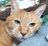 こんなに可愛い茶太郎くんは今年16歳