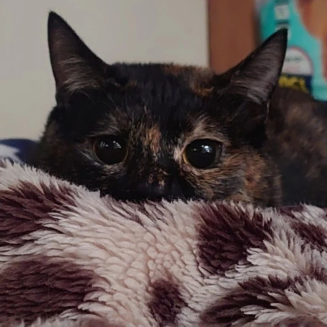 サビ柄の魅力に取り憑かれる人は多い＝tuna.poteto.haku.nekoさん提供