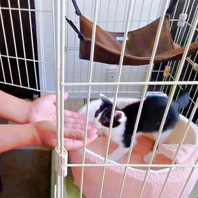 飼い主さんのそばにやって来たごましおくん（画像提供：アクロスキーたっきぃ#92さん）