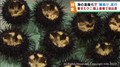 陸上養殖ウニを初出荷