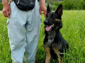 警察犬を３０年間訓練、指導員を表彰　「犬が力発揮」　徳島県警