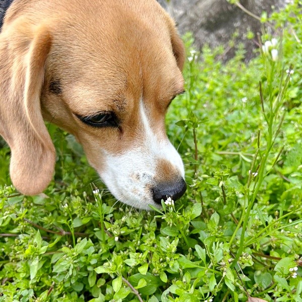 お花の匂いをチェックするこうめちゃん（画像提供：koumeさん）