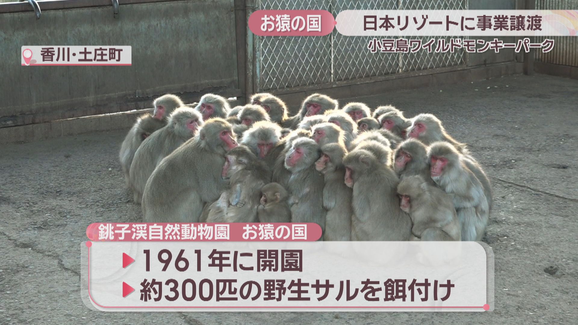 休園中の「お猿の国」 大阪市の日本リゾートに事業譲渡へ 香川・小豆島