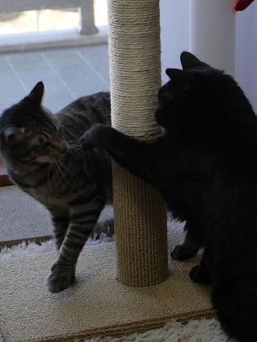 数年前、幼いはっぴーに「爪を研ぎなよ」と教えていました