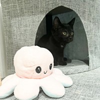 ハウスからひょっこり顔をのぞかせる子猫時代のどんちゃん（画像提供：おぬどんさん）