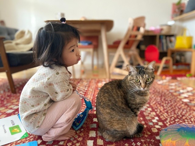 赤ちゃんにヤキモチを焼く愛猫 「妹なんだよ」と毎日語りかけたら 