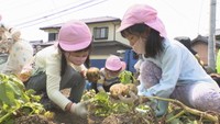 高松市で園児たちがジャガイモの収穫体験