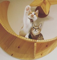 僕らの未来は明るいよ！＝親兵衛（しんべえ）さん（@shin_bei22）提供