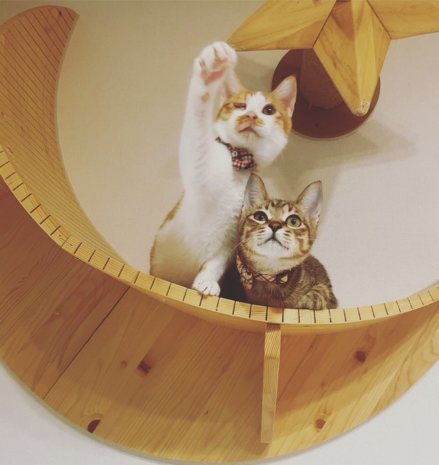 僕らの未来は明るいよ！＝親兵衛（しんべえ）さん（@shin_bei22）提供