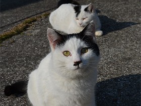 猫の島に観光客が集うカフェを　熊本大院生ら来春オープンめざす
