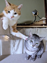 しまちゃんにパンチを繰り出すみやびちゃん（画像提供：ふみさん）