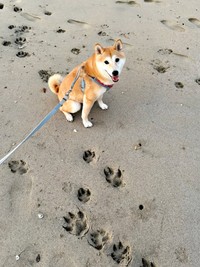 一体、誰の足跡！？  にっこり笑みを浮かべる梅ちゃん（画像提供：トラゴマさん）