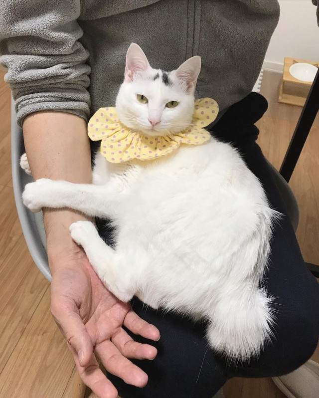 リモートワーク中のパパに甘える