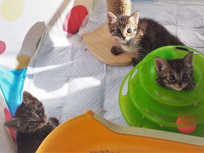 保護団体「ねこけん」シェルター生まれの３きょうだい