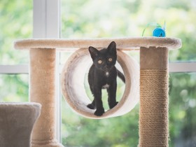 猫は家の中だけの暮らしで幸せなの？　楽しい毎日を過ごさせてあげるためにできること