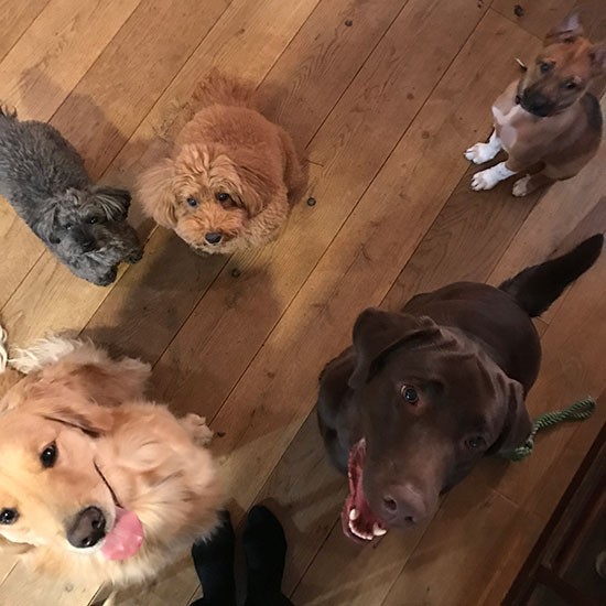 石田家の雪ちゃん、雅姫家のもぐら、ピカソ、ヴォルスたちと集合！