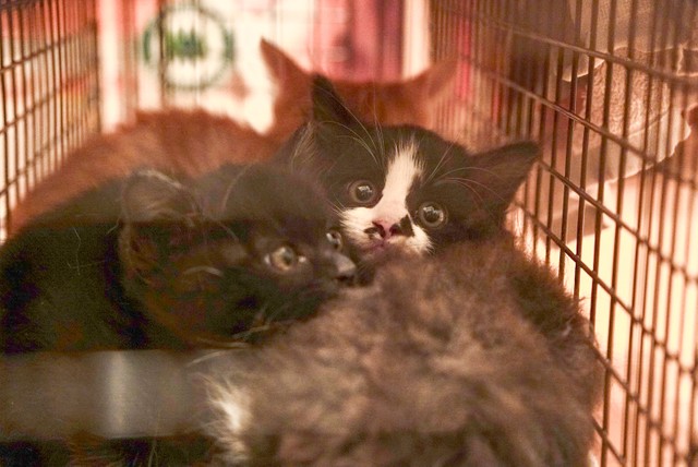 最初に保護したユキちゃん