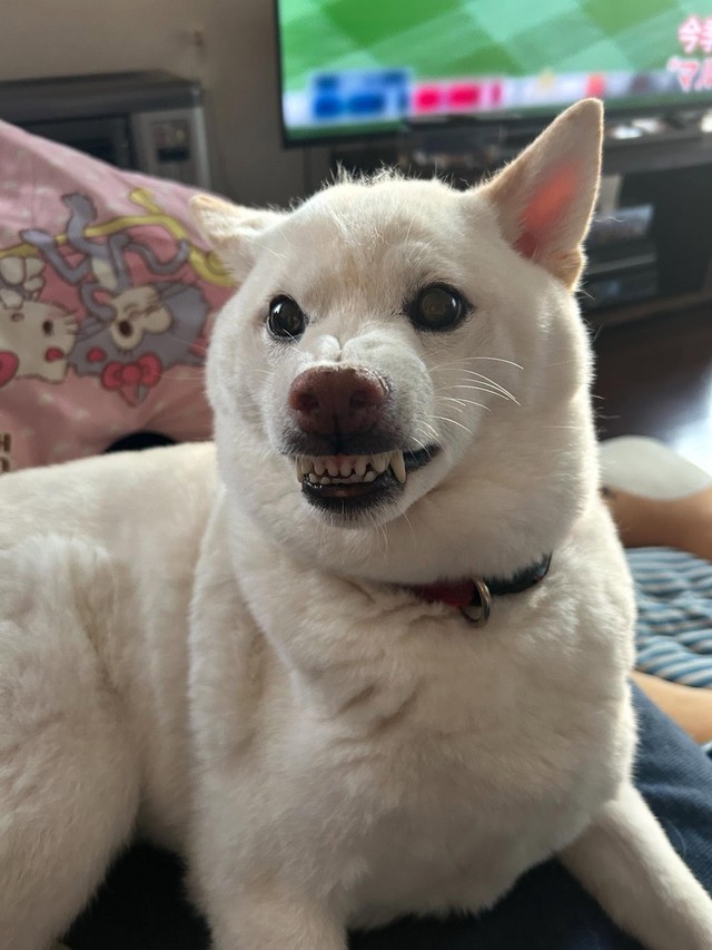 本当に怒っている“ガチギレ”の表情／ゆきあずさん（@yukiazu09300725）提供