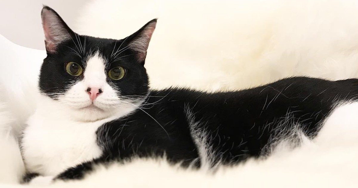 ハチワレ猫の「くぅ」 「ハチ」より大きく育てと名付けました | 「犬や