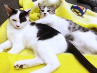 仲良く添い寝するくうちゃん（左）とさぶくん（右）（画像提供：猫ねむりzzz..さん）