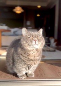 夕焼けを眺めるひまりちゃん