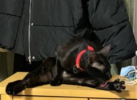 素晴らしい開脚も披露（提供写真）