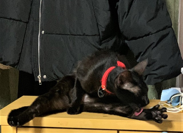 素晴らしい開脚も披露（提供写真）