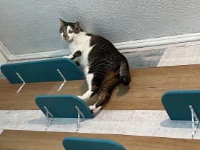 ６畳の部屋で犬と猫と暮らすことに…　上下の空間をいかすDIYで快適になった