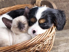 動物虐待事件を防ぐ手だてはないか