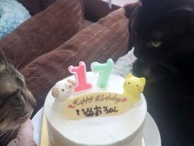 17回目の「うちの子記念日」を迎えた愛猫　指折り数えて待ち続けたこの日がついに