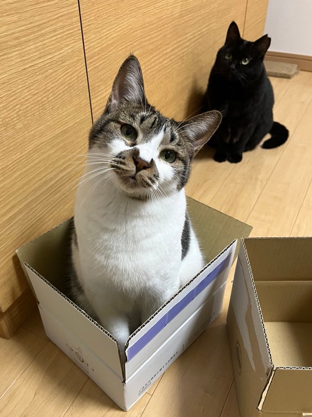 でんすけくんと黒猫のぐぅちゃん（画像提供：でんすけ劇場さん）