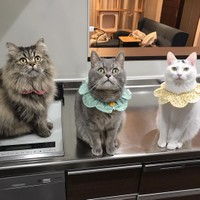 左からレンちゃん、はるちゃん、雪ちゃん