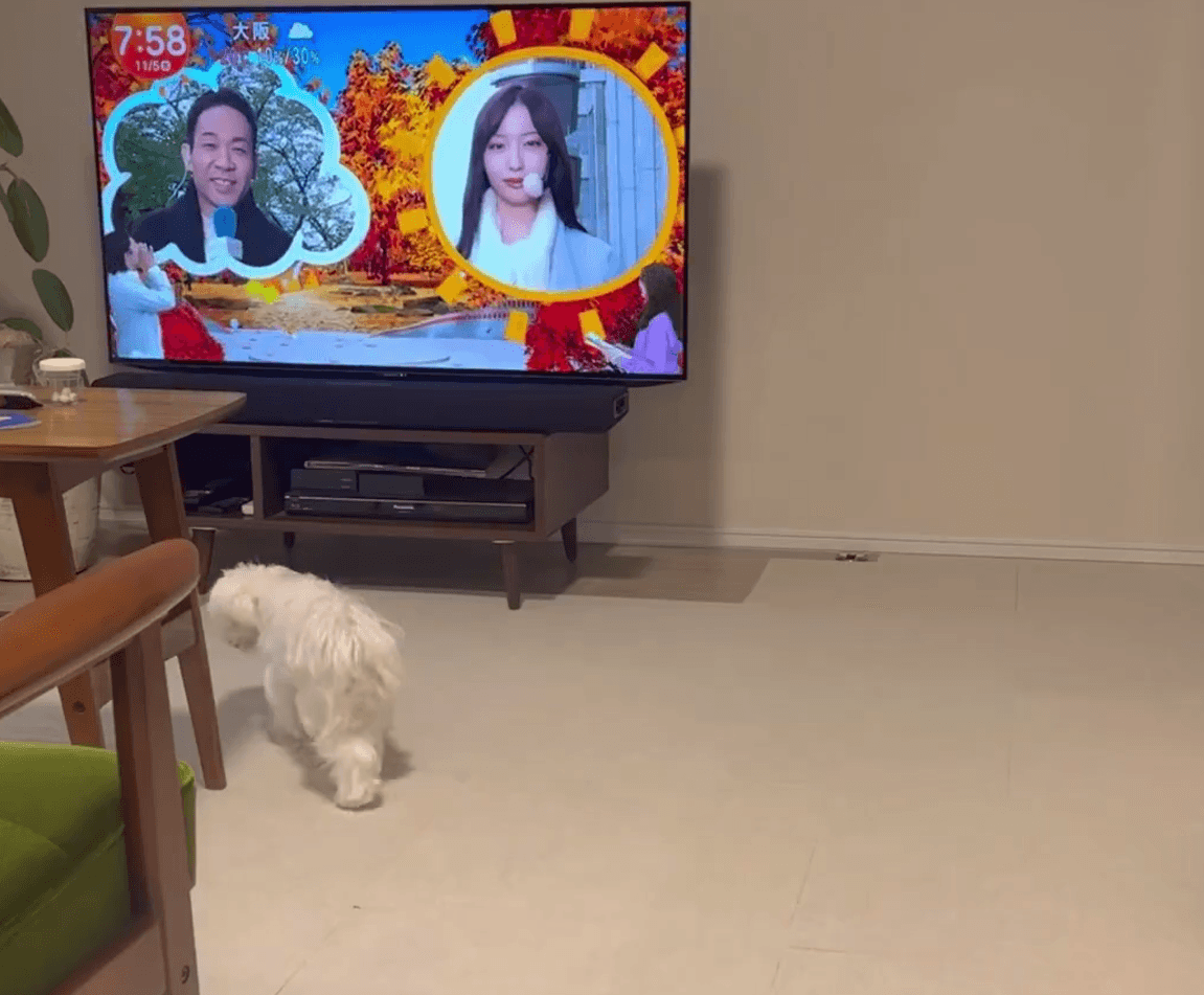 「きょうのわんこ」が終わればそそくさ退席