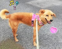 とにかく散歩が大好きなプリムラ。散歩中はこんな表情に