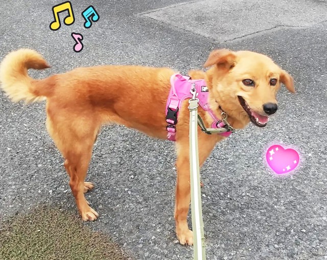 とにかく散歩が大好きなプリムラ。散歩中はこんな表情に