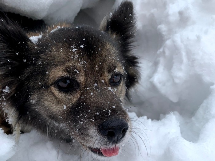 雪遊び大好き！　できるだけ毎年雪に触れさせるようにしている（@nana_crossbreed提供）