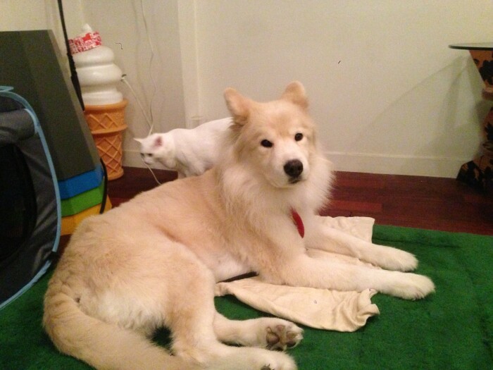 こんなに近くなってもマロンはまったく動じず。ようやくタケは動いたけれど、こっち向くの？