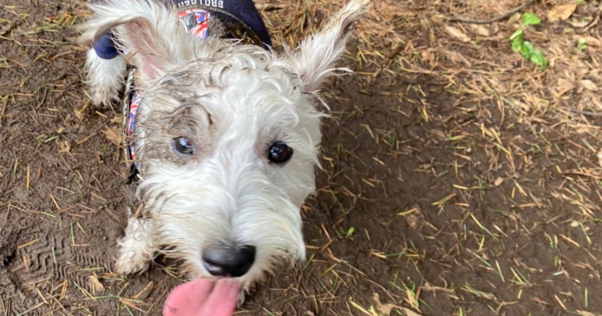 ピラニアのごとく嚙みまくっていた愛犬 家族の愛でジェントルワンに 犬 猫との幸せな暮らしのためのペット情報サイト Sippo