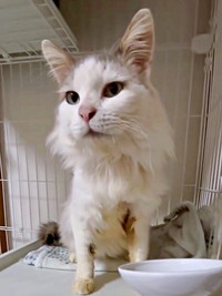 保護後、日に日に本来の美しさを取り戻しているメルくん（画像提供：レオとむぎさん）