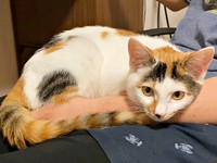 女王様ぶりを発揮する果生ちゃん（画像提供：YouTubeチャンネル「三毛猫かなり」さん）