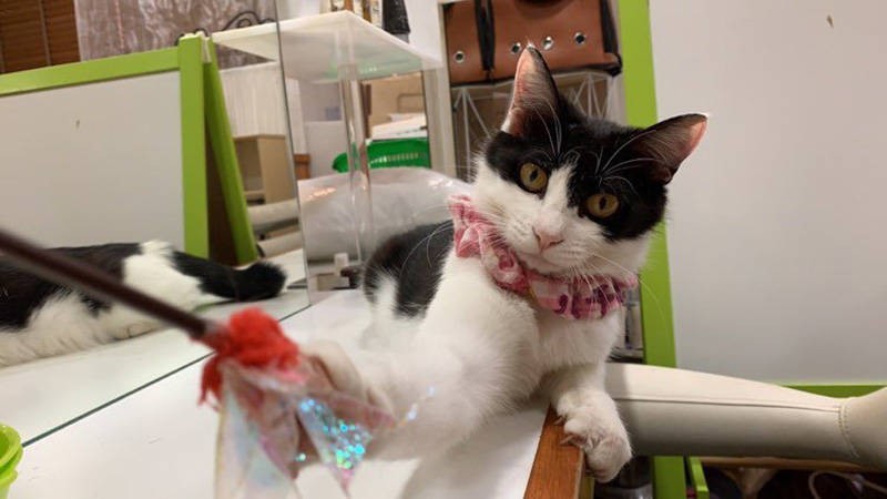 よく遊び（飼い主さん提供）