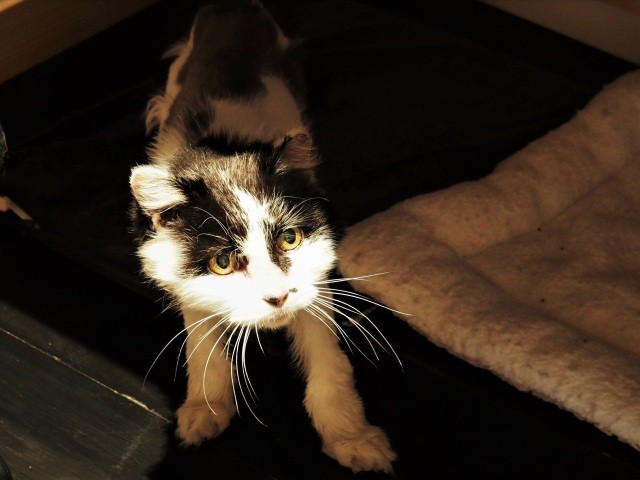 家を失って人間不信になった母猫 新しい家族と出会い 再び甘え上手な家猫になった 犬 猫との幸せな暮らしのためのペット情報サイト Sippo