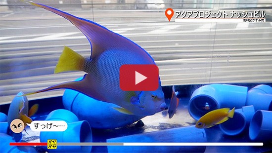 #516アクアプロジェクト ナッシュビル②