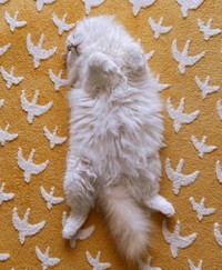 寝るって幸せだにゃ=ぽてねのアポロさん（@Hachicotton）提供
