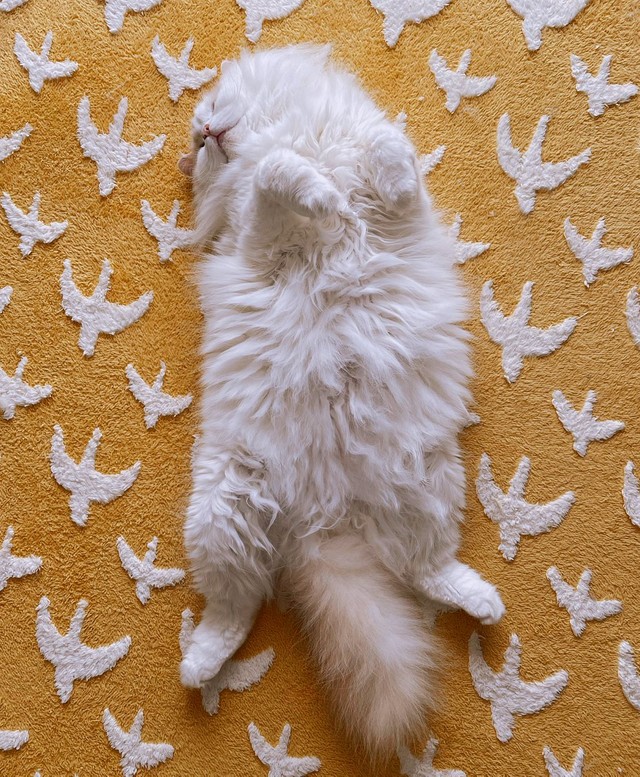 寝るって幸せだにゃ=ぽてねのアポロさん（@Hachicotton）提供
