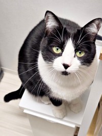 きゅるんとした瞳が愛らしいあんこちゃん（画像提供：しじみとんさん）