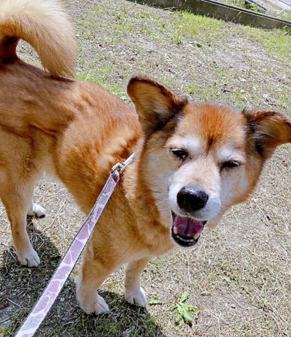 笑顔がキュートなテツくん（画像提供：ゆずのなかさん）