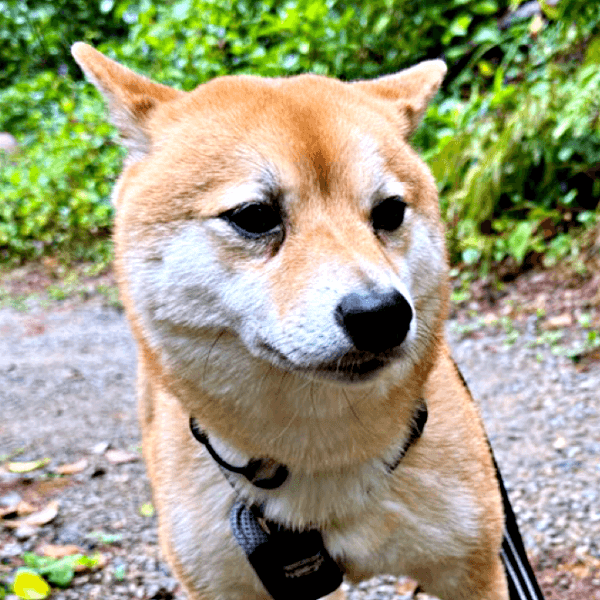 「お手！」 見知らぬ人に声をかけられーー全身で戸惑う禄くんに共感の声（画像提供：柴犬 ろくさん）